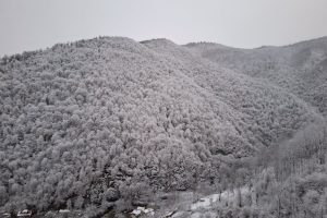IMG_20250207_104247_718